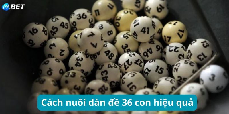 Làm sao để nuôi dàn đề 36 số hiệu quả nhất?